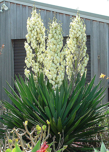 yucca in bloom450