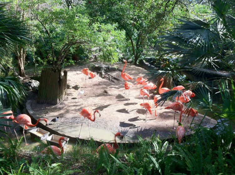 Because you always need flamingoes. (Betty Salwak)