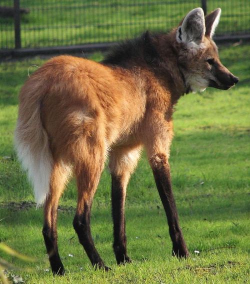 Maned wolf of Brazil: sing praise and give honor for ever. (Wikipedia)
