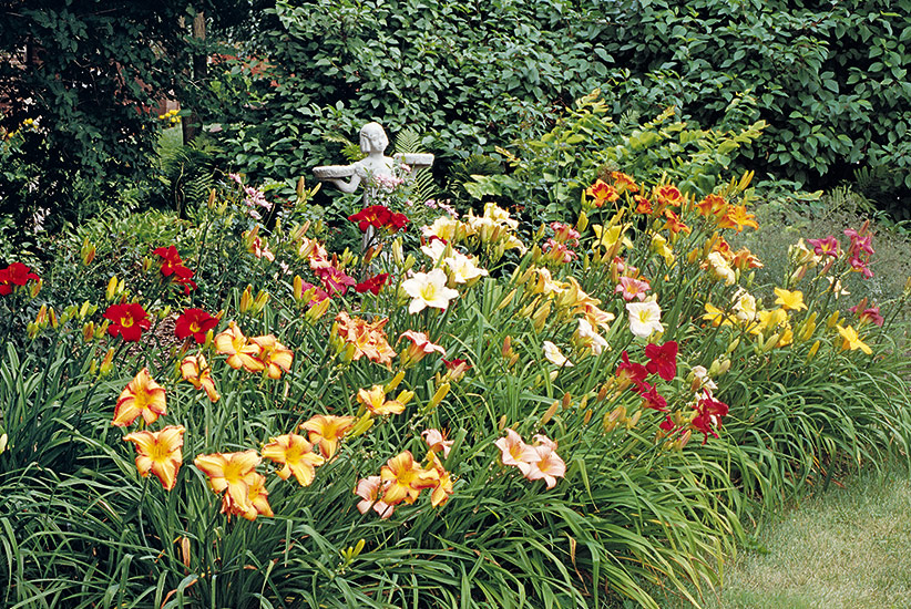 Daylilies Gardengate Magazine The Daily Office In Quarantine